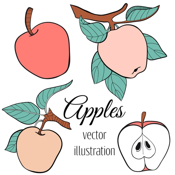 Vektorlinie Apfelset Halb Blütenpflanze Mit Blättern Skizzierte Handgezeichnete Sammlung Bunte — Stockvektor