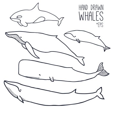 Hand drawn whales set clipart