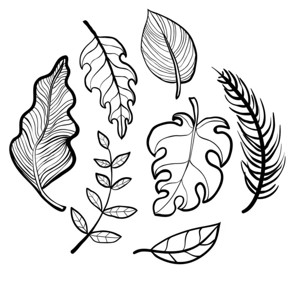 Botanische Sammlung mit Blättern im Skizzenstil — Stockvektor