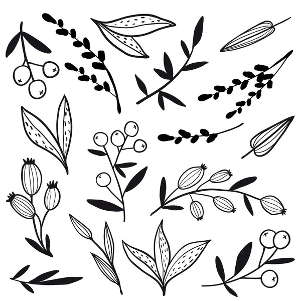 手描きの花、葉、ベリーとセット — ストックベクタ