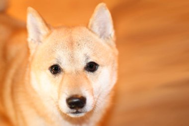 Kırmızı köpek hüzünlü gözleri ile