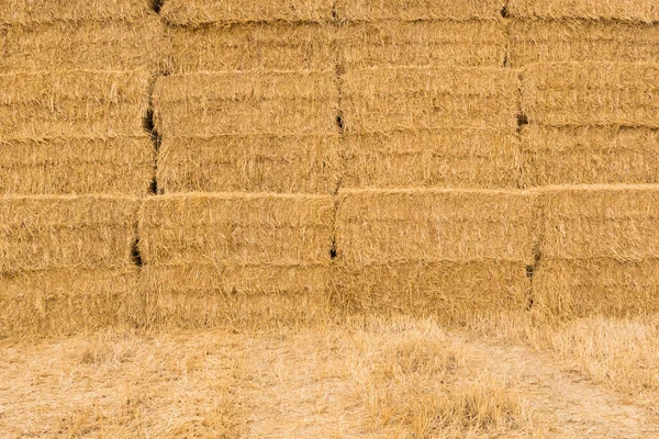 A lot of straw, straw texture background with base, vintage style for design. Agricultural background — Stock Photo, Image