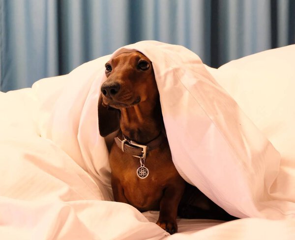 Dachsund Makar woken up