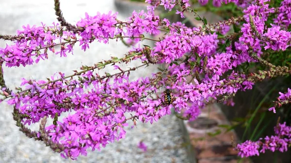 Pisa Jardins Botânicos Flores — Fotografia de Stock