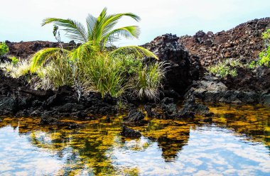 Yalnız Palm Beach ve Hawaii Big Island Kohala Sahili Champagne Ponds