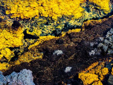 Yalnız Palm Beach ve Hawaii Big Island Kohala Sahili Champagne Ponds