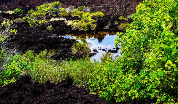 Lone Palm Beach Och Champagne Dammar Kohala Kusten Big Island — Stockfoto