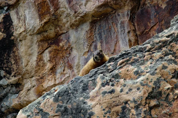 Marmota Pequena Bonito Nas Montanhas Rochosas — Fotografia de Stock