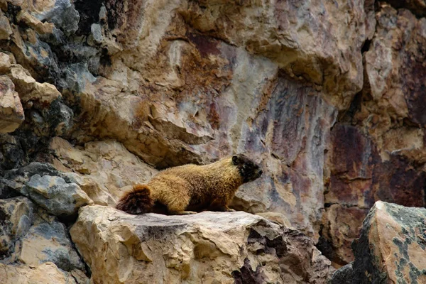 Marmota Pequena Bonito Nas Montanhas Rochosas — Fotografia de Stock