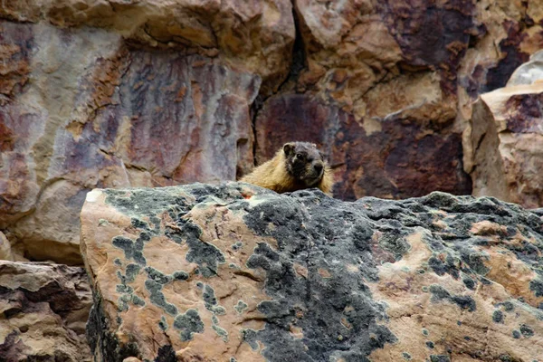 Petite Marmotte Mignonne Dans Les Montagnes Rocheuses — Photo