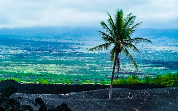 Yalnız Palm Beach Hawaii Big Island Kohala Sahili Champagne Ponds Stok Fotoğraf