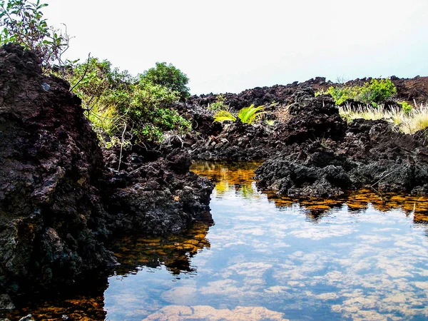 Yalnız Palm Beach Hawaii Big Island Kohala Sahili Champagne Ponds Stok Resim