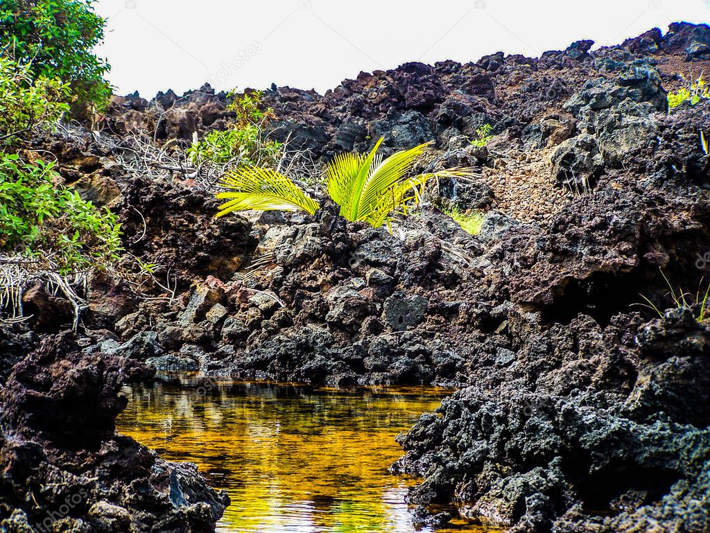 Lone Palm Beach and the Champagne Ponds on the Kohala Coast of the Big Island of Hawaii