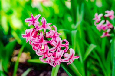 İlkbaharda çiçek açan pembe sümbül