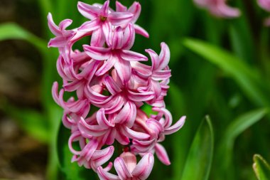 İlkbaharda çiçek açan pembe sümbül