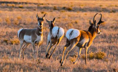 Pronghorn veya antilop South Park, Colorado prairies üzerinde 