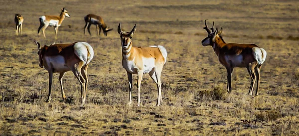 Pronghorn Antelope Sulle Praterie South Park Colorado — Foto Stock