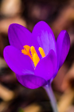 Mor çiğdemler ilkbaharda çiçek.