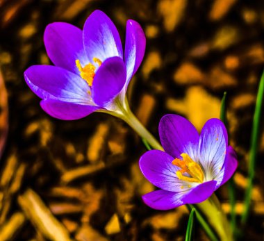 Mor çiğdemler ilkbaharda çiçek.