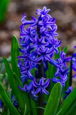 Mor Iris su ile çiçek yaprakları üzerinde damla. 