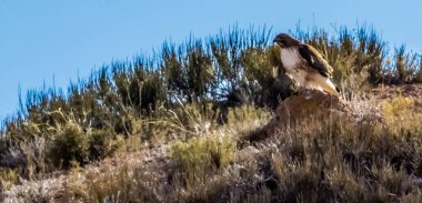 Kırmızı kuyruk Hawk's doğal ortamda