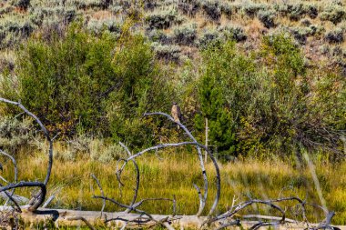 Kırmızı kuyruk Hawk's doğal ortamda