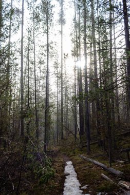Snake River Targhee Ulusal Henrys çatal ile koyun düştü Idaho orman