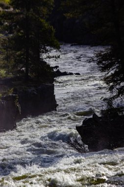 Snake River Targhee Ulusal Henrys çatal ile koyun düştü Idaho orman
