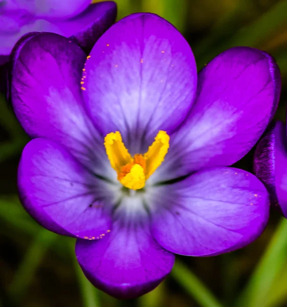 Paarse Krokussen Bloei Het Voorjaar — Stockfoto