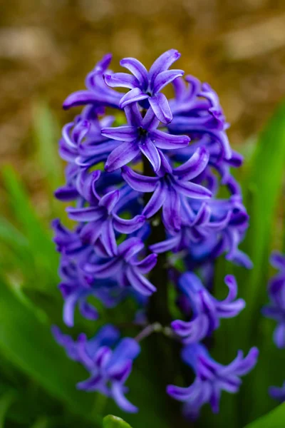 Paarse Iris Bloei Met Water Druppels Bloemblaadjes — Stockfoto