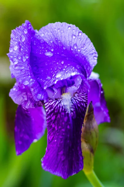 Purple Iris Bloom Water Drops Petals — Stock Photo, Image