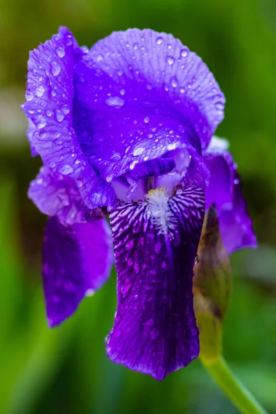 Iris Púrpura Flor Con Gotas Agua Los Pétalos —  Fotos de Stock