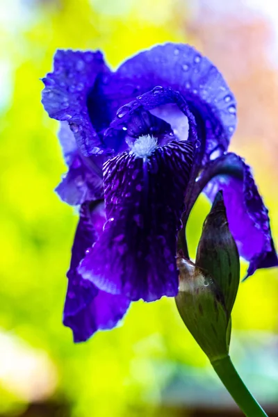 Paarse Iris Bloei Met Water Druppels Bloemblaadjes — Stockfoto