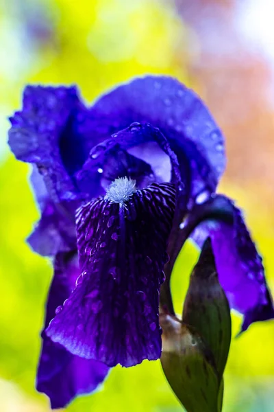 Paarse Iris Bloei Met Water Druppels Bloemblaadjes — Stockfoto