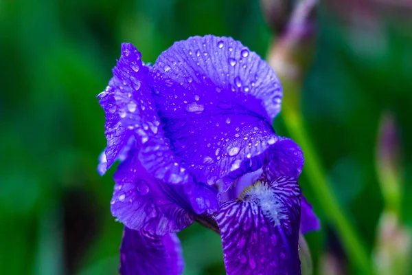 花瓣上有水滴的紫色鸢尾盛开 — 图库照片