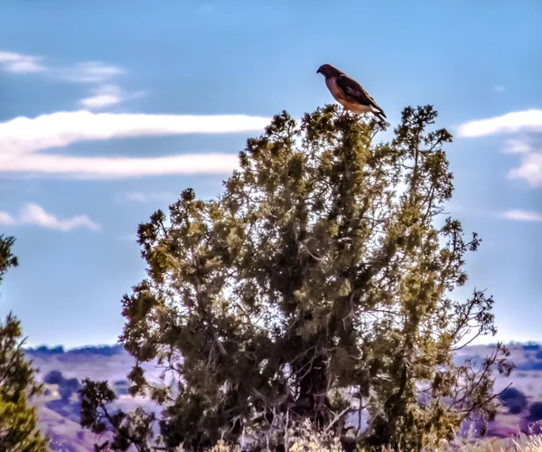 Kırmızı Kuyruk Hawk Doğal Ortamda — Stok fotoğraf