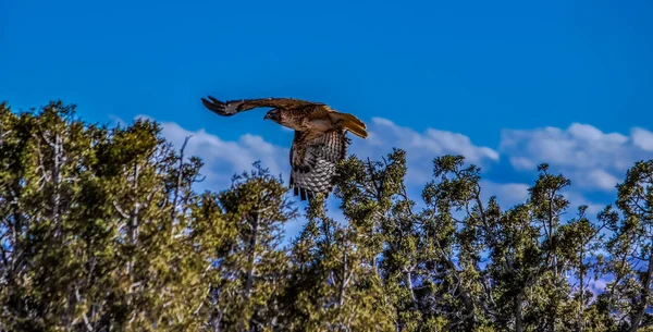 Röd Svans Hök Sin Naturliga Miljö — Stockfoto