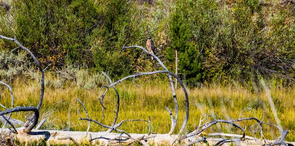 Red Tail Hawk in it\'s Natural Environment