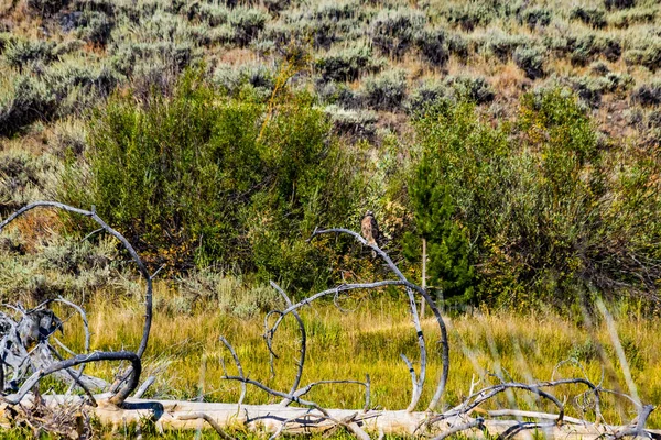 Red Tail Hawk Natural Environment — Stock Photo, Image