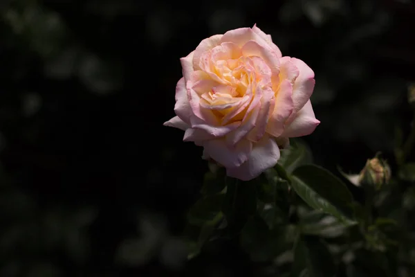 Rosas Luz Natural — Foto de Stock