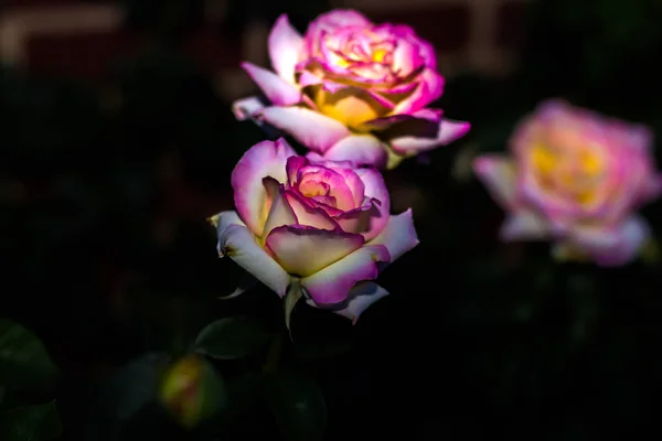 Rosas Luz Natural —  Fotos de Stock
