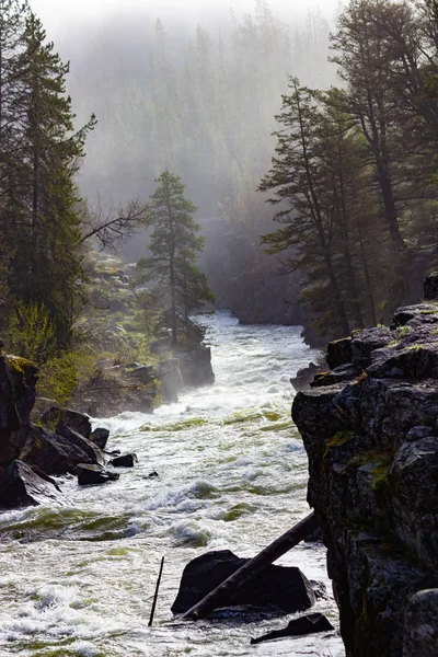 Ovejas Caídas Tenedor Henrys Del Río Snake Bosque Nacional Targhee — Foto de Stock