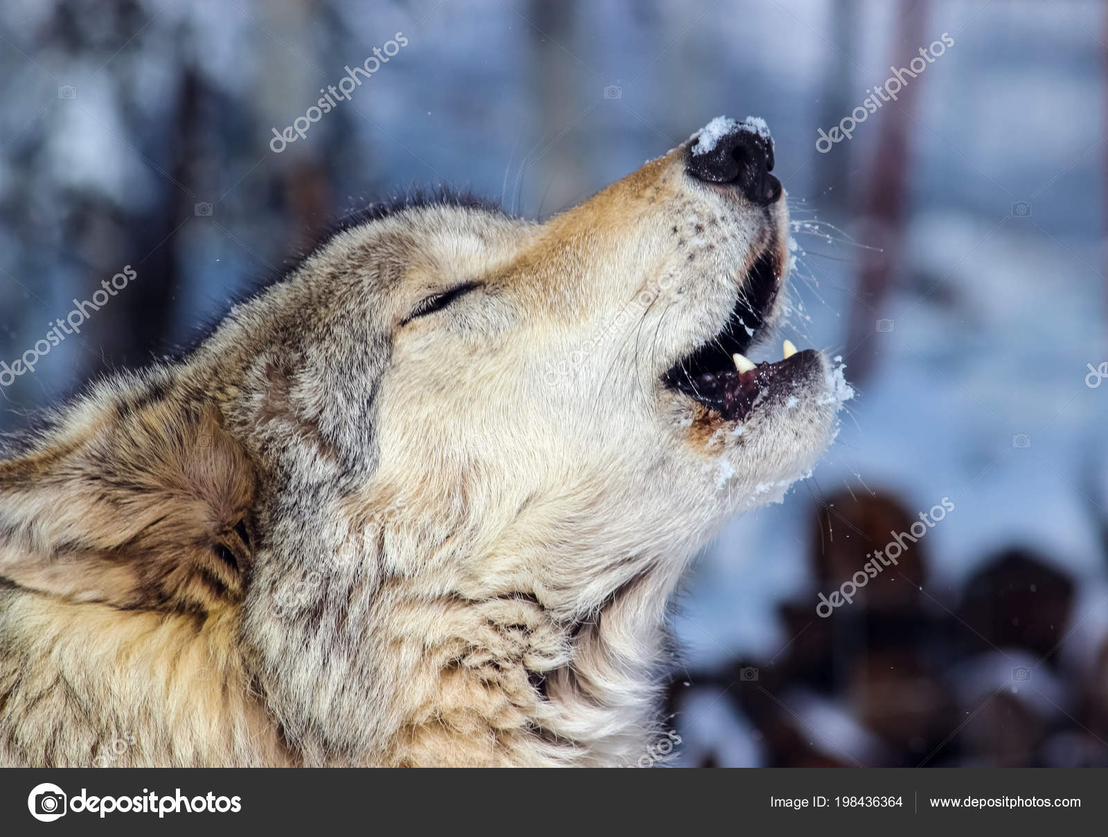 Alpha Male Wolf The Grey