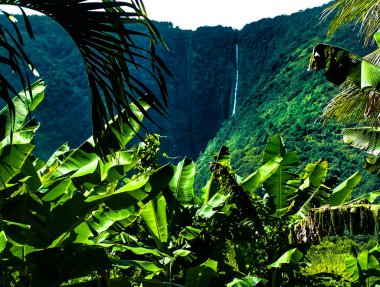 Hawaii büyük ada üzerinde Waipio Vadisi'nde tropik cennet