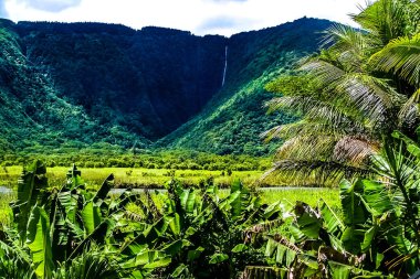 Hawaii büyük ada üzerinde Waipio Vadisi'nde tropik cennet