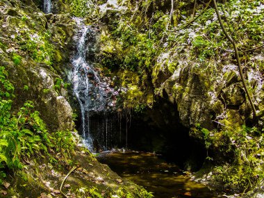 Hawaii büyük ada üzerinde Waipio Vadisi'nde tropik cennet