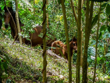 Hawaii büyük ada üzerinde Waipio Vadisi'nde tropik cennet