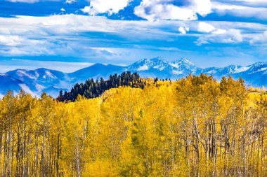Sonbahar renkleri altın Aspen yeşillik ile Wasatch dağların 