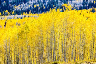 Sonbahar renkleri altın Aspen yeşillik ile Wasatch dağların 