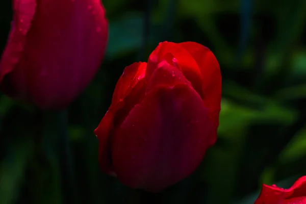 Rosa Und Rote Tulpen Natürlichem Licht — Stockfoto